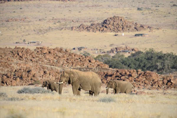 Desert elephants (Loxodonta africana) in the Ugab dry river, Damaraland, Kunene region, Namibia, Africa