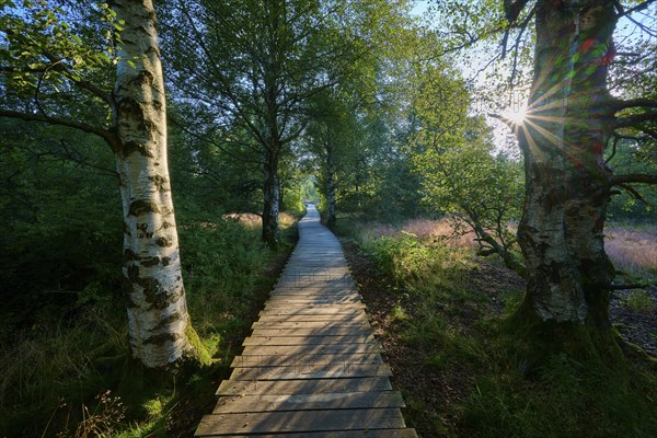 A wooden plank path leads through a sparse moor forest, which is broken by the sun's rays and creates a peaceful atmosphere, Schwarzes Moor, Fladungen, Rhön, Bavaria, Germany, Europe