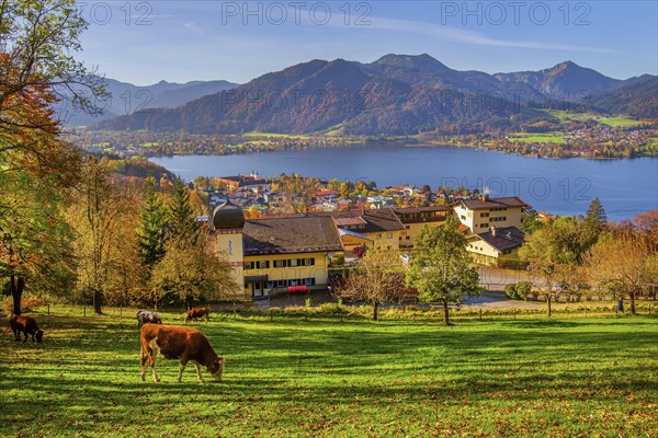 Mountain meadow with cows and panorama of village and lake in autumn, village Tegernsee, Tegernsee, Tegernsee valley, Mangfall mountains, Bavarian Alps, Upper Bavaria, Bavaria, Germany, Europe