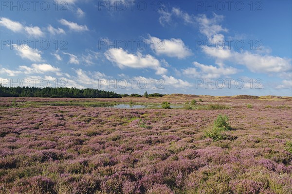 Wide blooming heath under a blue sky with scattered clouds in a natural landscape, Fanö, North Sea, Jutland, Denmark, Europe