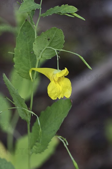 Impatiens noli-tangere (Impatiens noli-tangere), also known as touch-me-not, flowering in the forest, North Rhine-Westphalia, Germany, Europe