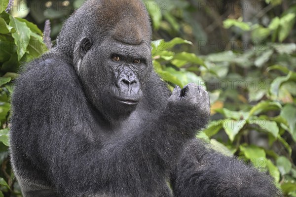 Western lowland gorilla (Gorilla gorilla gorilla), portrait, Réserve Lésio-Louna nature reserve, near Moembe, Plateau department, Republic of the Congo