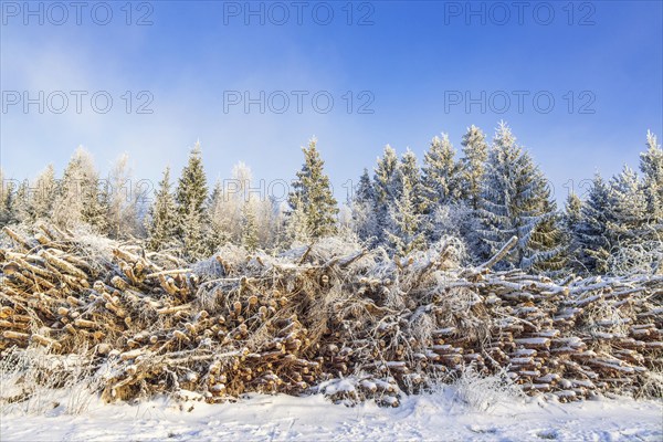 Pile of logs by a logging road in a forest with snow and frost a cold winter day, Sweden, Europe