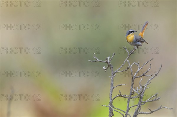 Cossypha caffra, family of flycatchers, Underberg surroundings, Underberg, KwaZulu-Natal, South Africa, Africa