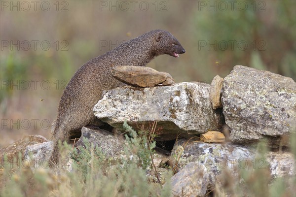 (Herpestes ichneumon), mongoose, family of carnivores, Hides De Calera / Valley Hide, Calera Y Chozas, Castilla La Mancha / Toledo, Spain, Europe