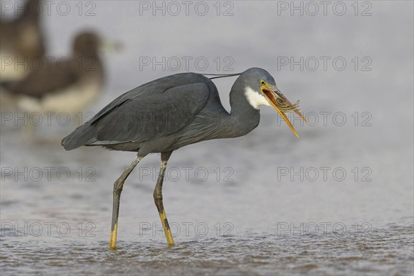 Great Egret, (Egretta gularis), foraging, Raysut, Salalah, Dhofar, Oman, Asia
