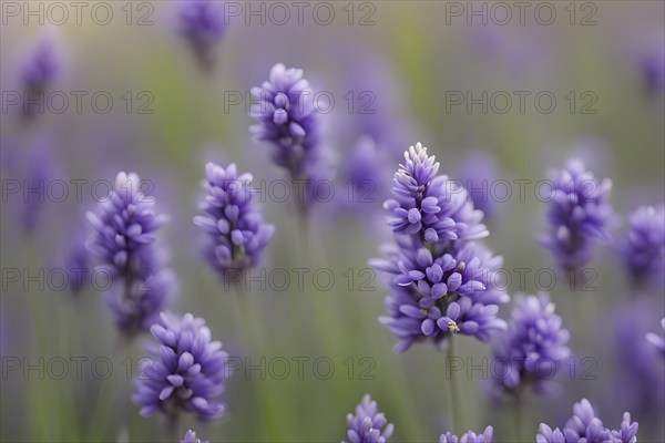 Detailed macro of a lavender flower (Lavandula angustifolia), showing the tiny purple buds and soft, velvety texture of the petals, AI generated