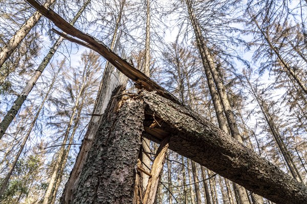 Forest dieback in Arnsberg Forest, northern Sauerland, dead spruce trees, deadwood, North Rhine-Westphalia, Germany, Europe