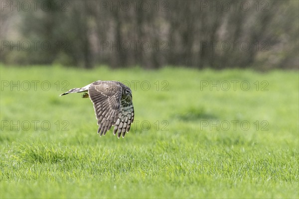 Hen harrier (Circus cyaneus), Emsland, Lower Saxony, Germany, Europe