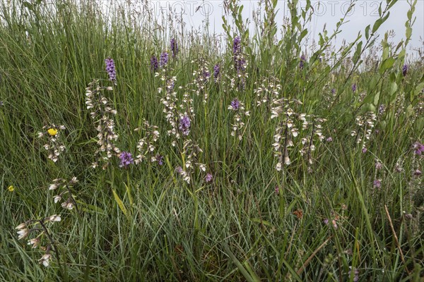 Marsh helleborine (Epipactis palustris) and Southern marsh orchid (Dactylorhiza praetermissa), Emsland, Lower Saxony, Germany, Europe