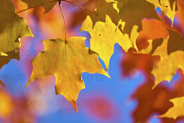 Maple (Acer), in front of a bright blue sky in autumn, New Hampshire, New England, USA, North America