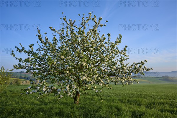 A blossoming apple tree stands on a green meadow under a clear blue sky in the morning light, Mönchberg, Miltenberg, Spessart, Bavaria, Germany, Europe