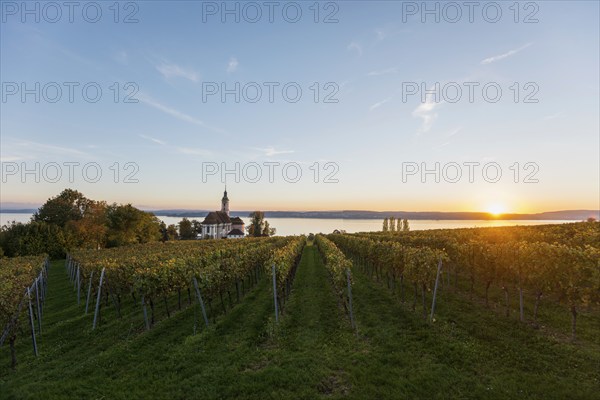 Pilgrimage church Birnau with vineyards in autumn, sunset, Uhldingen-Mühlhofen, Lake Constance, Baden-Württemberg, Germany, Europe