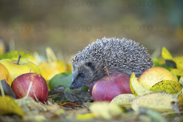European hedgehog (Erinaceus europaeus) adult animal walking over fallen apples on a garden lawn in the autumn, Suffolk, England, United Kingdom, Europe
