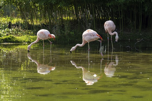 Flamingos (Phoenicopteridae) standing in a pond, reflection, Captive, North Rhine-Westphalia, Germany, Europe
