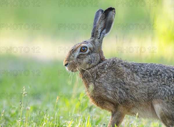 European hare (Lepus europaeus) standing on a dirt track and looking attentively, wildlife, Thuringia, Germany, Europe