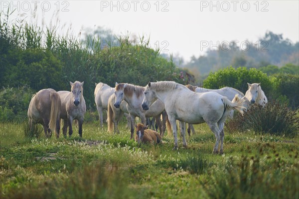 Herd of white Camargue horses with foals grazing on a green pasture in a quiet and natural environment, Camargue, France, Europe