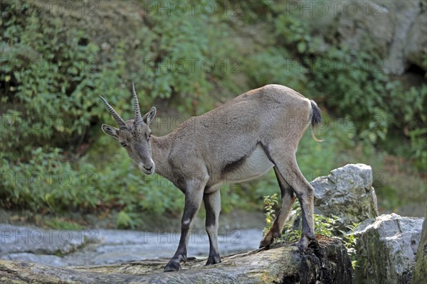 Capricorn (Capra ibex)