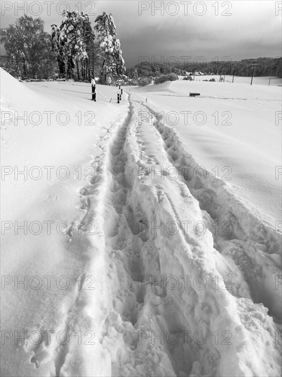 Black and white landscape of snow path is leading to the forest in the distance. Foot tracks displayed in the snow. Aargau, Switzerland, Europe