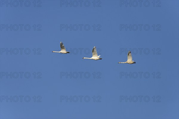 Mute swans (Cygnus olor) in flight, blue sky, North Rhine-Westphalia, Germany, Europe