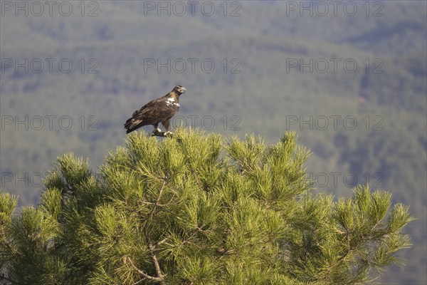 Iberian Eagle (Aquila adalberti), Spanish imperial eagle, Extremadura, Castilla La Mancha, Spain, Europe