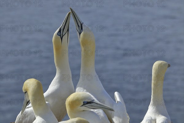 Northern gannet (Morus bassanus) pair greeting each other, Heligoland, Lower Saxony, Germany, Europe