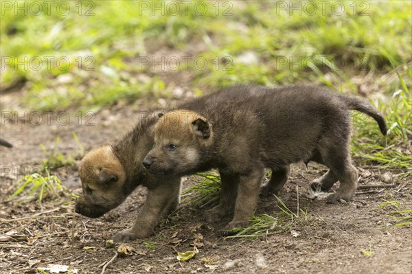 Two wolf pups running side by side and exploring their surroundings, European grey gray wolf (Canis lupus)
