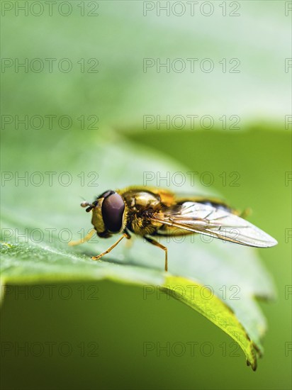Marmalade Hoverfly, Episyrphus balteatus on leaf, Hoverfly, Hover fly