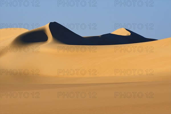 Soft, curved sand dunes cast deep shadows in the golden desert landscape under a clear blue sky, Matruh, Great Sand Sea, Libyan Desert, Sahara, Egypt, North Africa, Africa