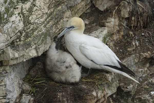 Northern gannet (Morus bassanus) adult bird on a nest with a juvenile baby chick on a cliff ledge, Yorkshire, England, United Kingdom, Europe