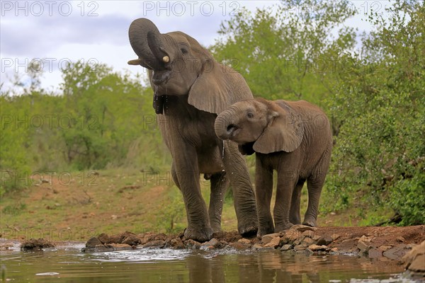 African elephant (Loxodonta africana), adult, male, bull, young animal, young bull with young animal, at the water, drinking, Kruger National Park, Kruger National Park, South Africa, Africa