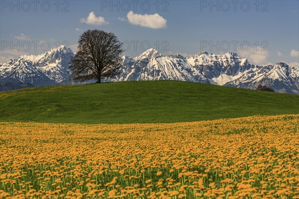 Dandelion, meadow, tree, snowy mountains, sunny, spring, Tannheim Alps, near Füssen, Bavaria, Germany, Europe