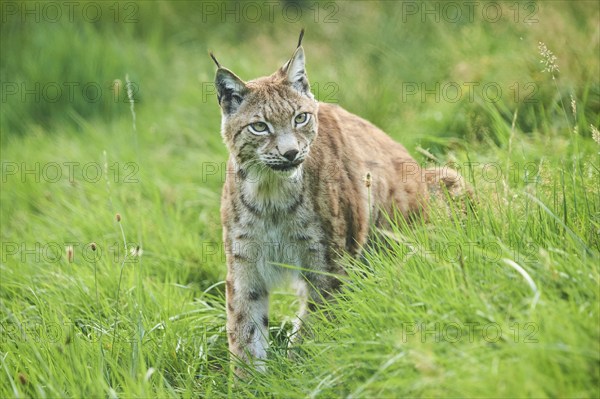 Eurasian lynx (Lynx lynx) walking through the grass, Wildpark Aurach, Kitzbühl, Tirol, Austria, Europe