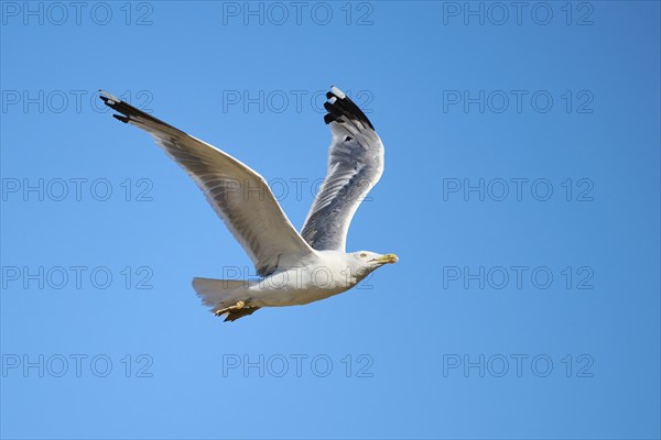 Yellow-legged gull (Larus michahellis), flying in the sky, wildlife, France, Europe