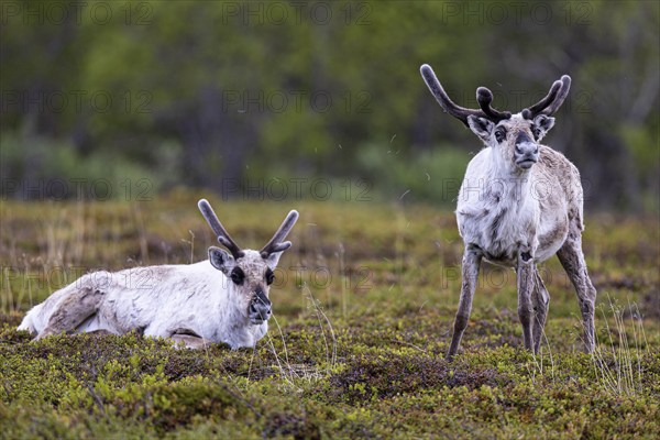 Reindeer (Rangifer tarandus), two animals on a moor, Varanger, Finnmark, Norway, Europe