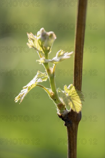 Young leaves of a grapevine in spring, viticulture, budding, shoots, vines, Baden-Württemberg, Germany, Europe