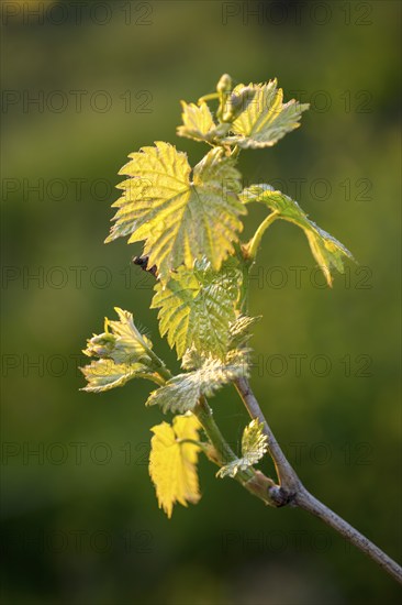 Young leaves of a grapevine in spring, viticulture, budding, shoots, vines, Baden-Württemberg, Germany, Europe