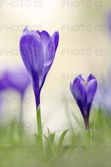 Crocuses (Crocus spec.) in bloom in spring, North Rhine-Westphalia, Germany, Europe