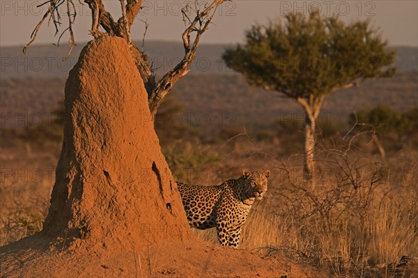 Leopard (Panthera pardus), standing in the soft evening light in the savannah next to a termite mound, Okonjima Game Farm, Namibia, Africa