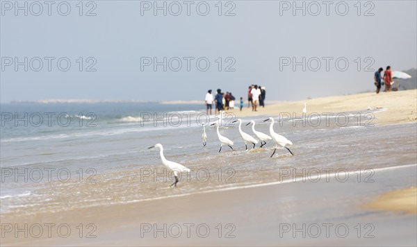 Great egret (Ardea alba, syn.: Casmerodius albus, Egretta alba) at Marari Beach or beach, blurred people in the background, Mararikulam, Alappuzha district, Kerala, India, Asia