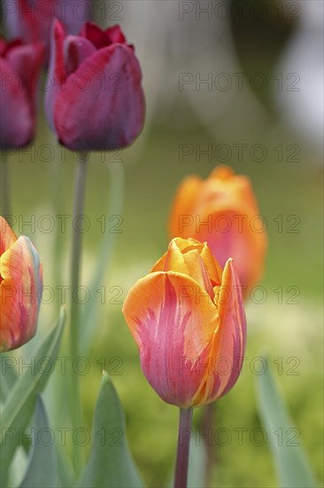 Tulip (Tulipa), flower orange colour in a flower bed Wilnsdorf, North Rhine-Westphalia, Germany, Europe