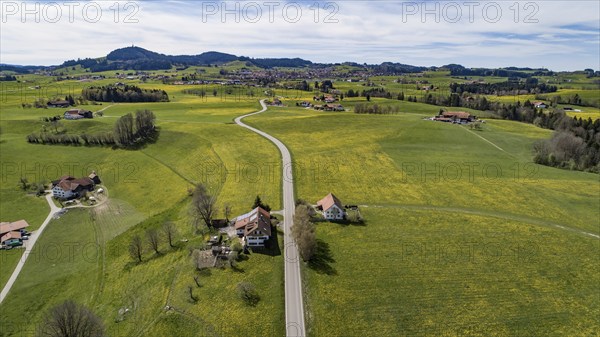 Aerial view of a country road through flowering dandelion meadows in spring, in the background the village of Wiggensbach in Oberallgäu, Bavaria, Germany, Europe