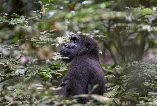 Western lowland gorilla (Gorilla gorilla gorilla), female, Loango National Park, Parc National de Loango, Ogooué-Maritime Province, Gabon, Africa