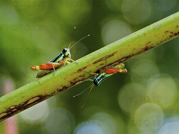 Two colourful grasshoppers (Taeniophora femorata), grasshopper, on a green branch in front of a bokeh background. Manuel Antonio National Park, Costa Rica, Central America