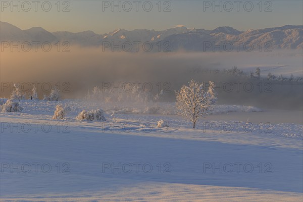 Lake in front of mountains in the morning light, fog, snow, winter, Riegsee, view of Zugspitze, Alpine foothills, Upper Bavaria, Bavaria, Germany, Europe