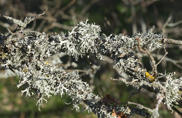 Close-up of a branch with lichen in the forest, tree lichen, France, Europe