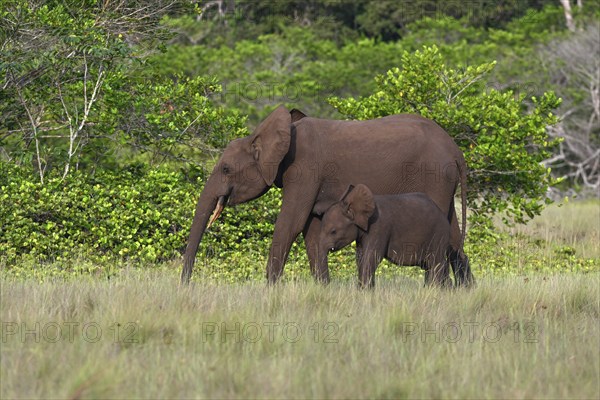African forest elephants (Loxodonta cyclotis) in a clearing in Loango National Park, Parc National de Loango, mother with young, Ogooué-Maritime Province, Gabon, Africa