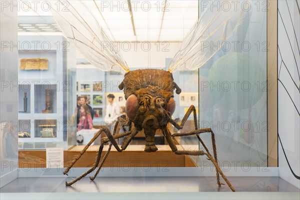 Founded in 1912, the Deutsches Hygiene-Museum is a museum in Dresden. It sees itself as a public forum for science, culture and society. Drosophila melanogaster, fruit fly magnified 500 times