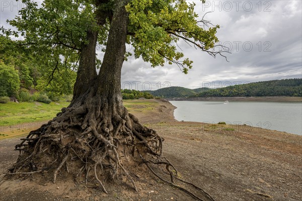 Lake Edersee, near Waldeck, the third largest reservoir in Germany, is currently at just under 13% of its normal level, the lake was last full in May 2022, dried out due to lack of rain, the water level is a good 25 metres below the normal level, Hesse, Germany, Europe