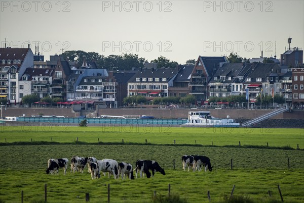 Cargo ship on the Rhine near Emmerich, cows, on pastures, Left bank of the Rhine, Lower Rhine, North Rhine-Westphalia, Germany, Europe